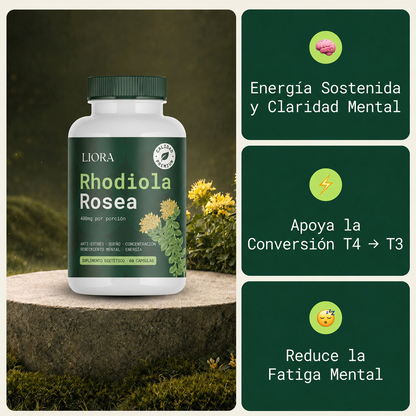 Rhodiola Rosea – Adaptógeno Natural Fabricado en ES