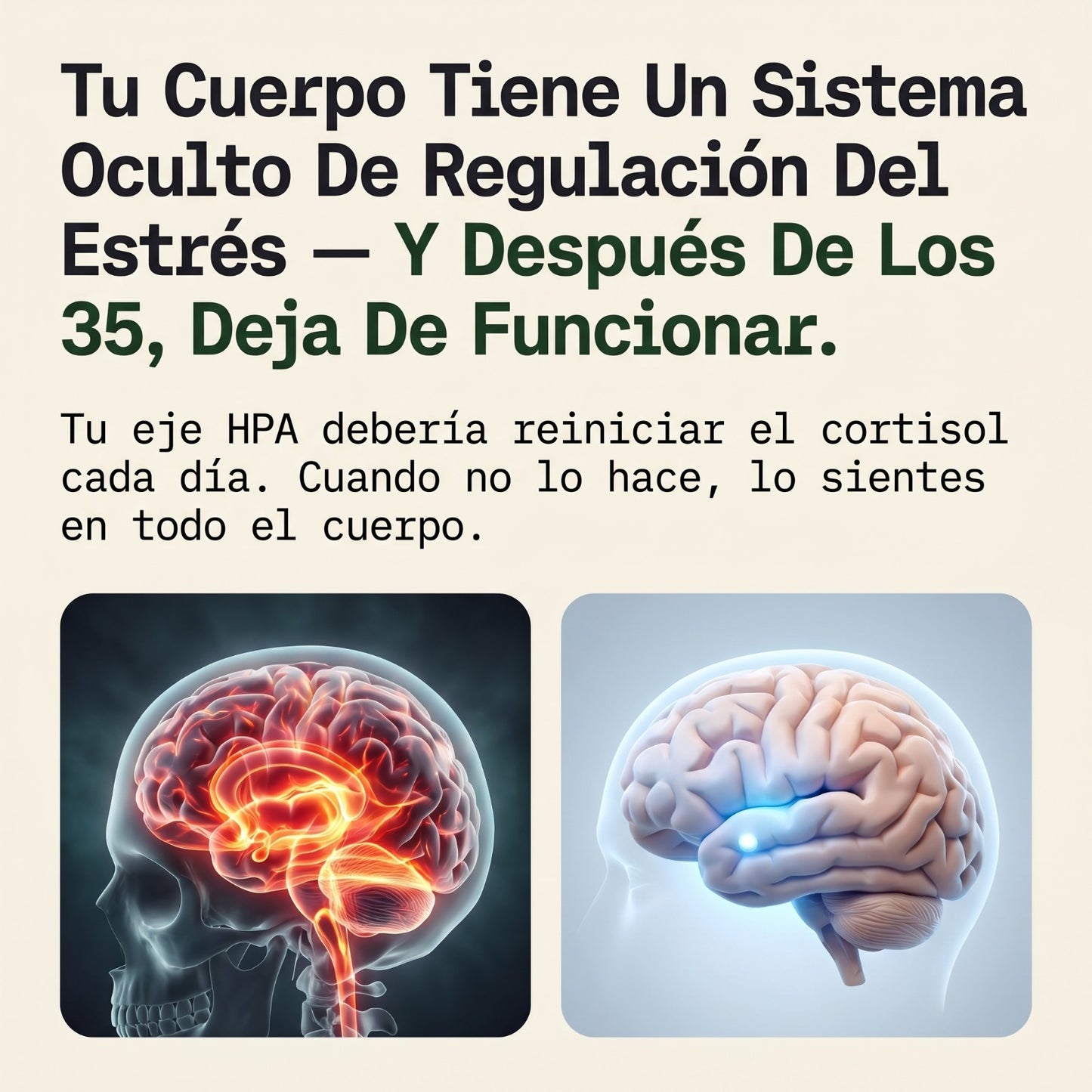 Rhodiola Rosea – Adaptógeno Natural Fabricado en ES