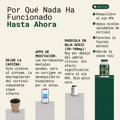 Rhodiola Rosea – Adaptógeno Natural Fabricado en ES