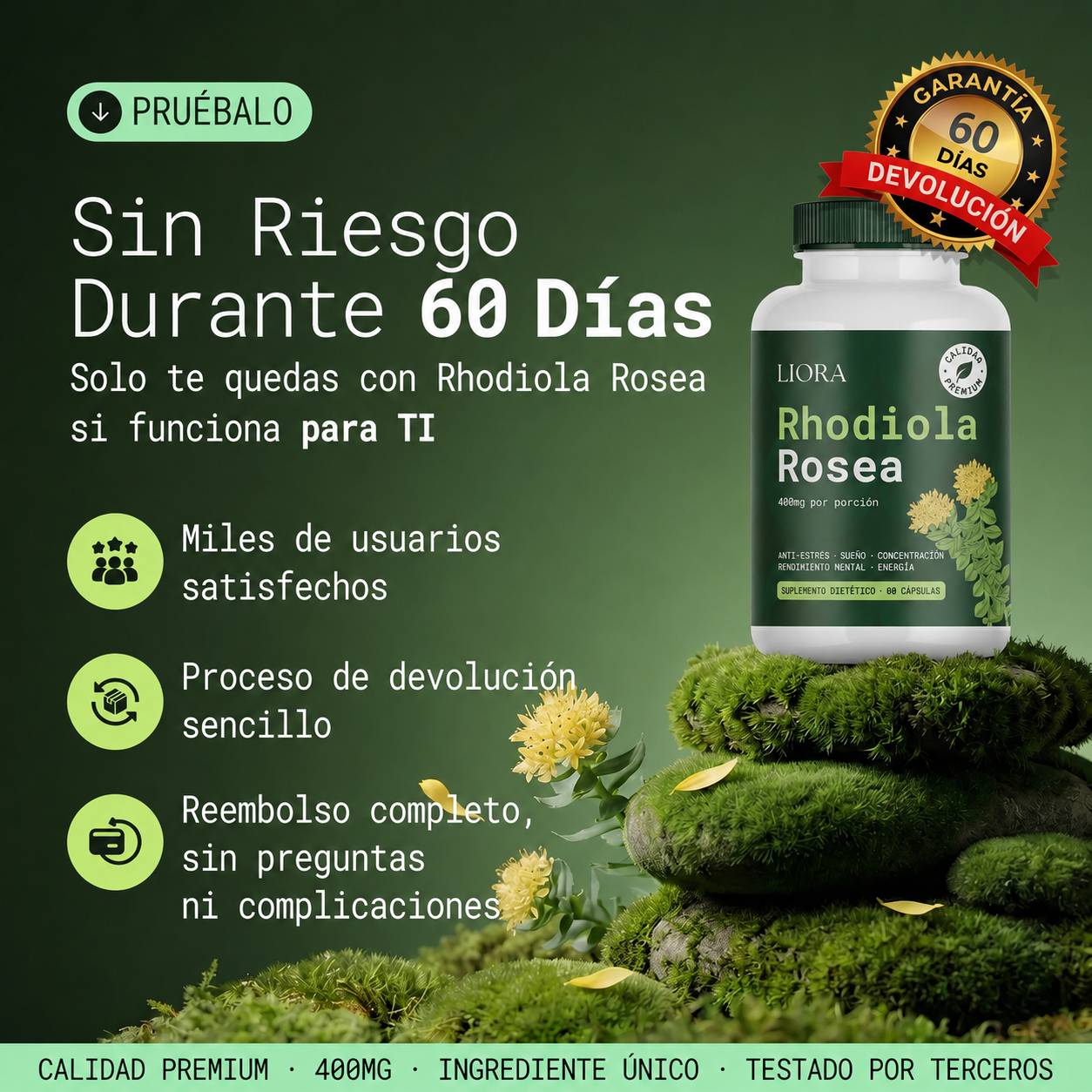 Rhodiola Rosea – Adaptógeno Natural Fabricado en ES